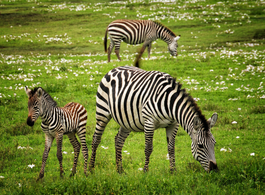 baby-zebra-75885_1920
