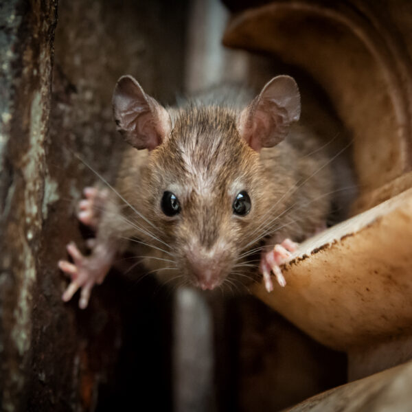 Świątynia Szczurów