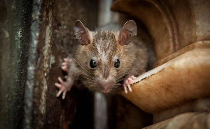 Świątynia Szczurów