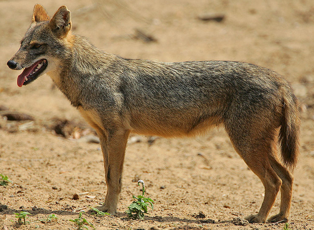By Steve Garvie from Dunfermline, Fife, Scotland - Golden Jackal, CC BY-SA 2.0, https://commons.wikimedia.org/w/index.php?curid=11460989