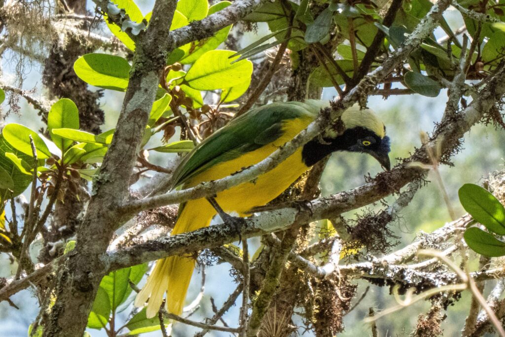 Modrowronka zielona (Inca jay)