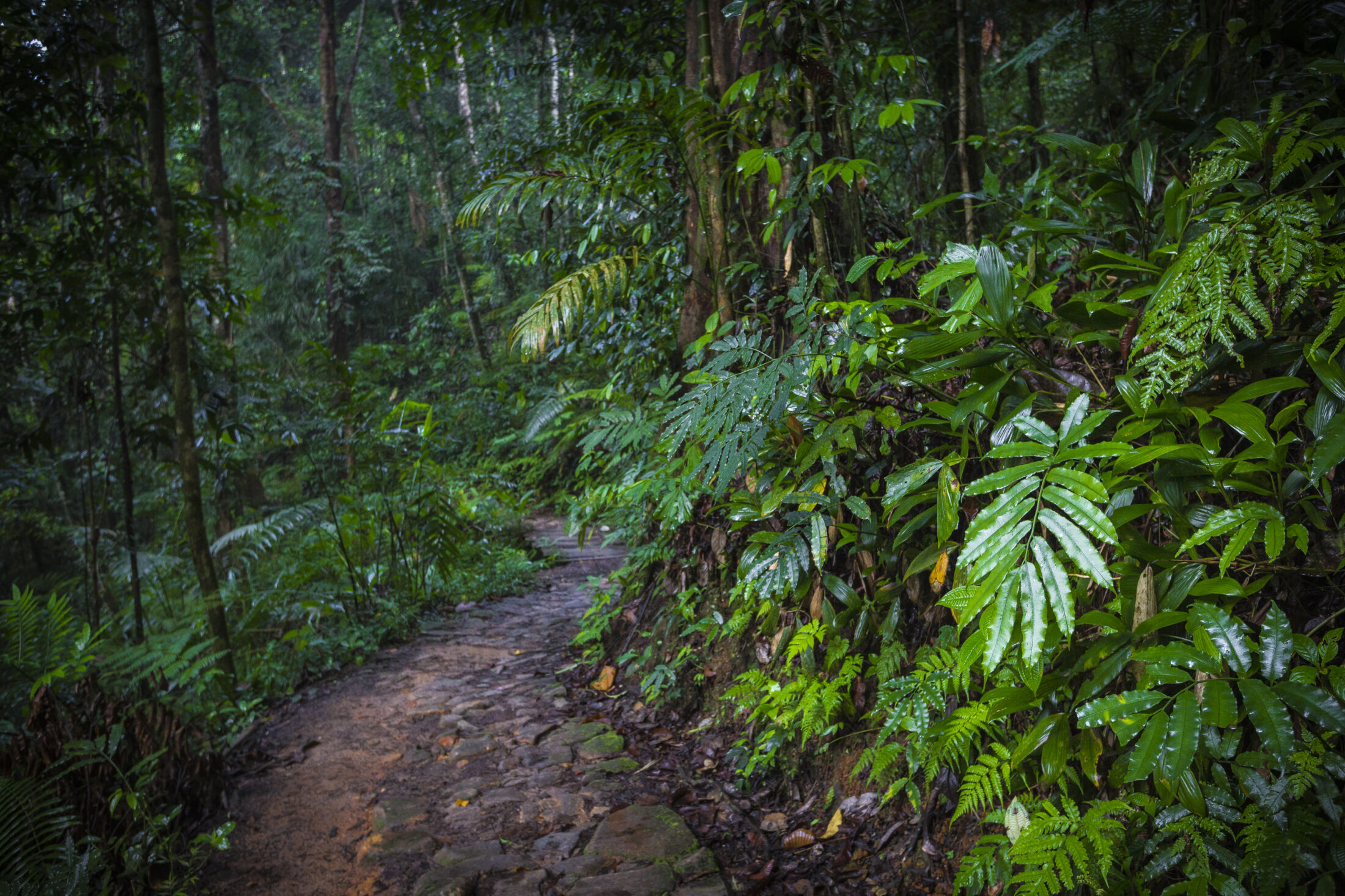 Path in the jungle. Sinharaja rainforest in Sri Lanka.