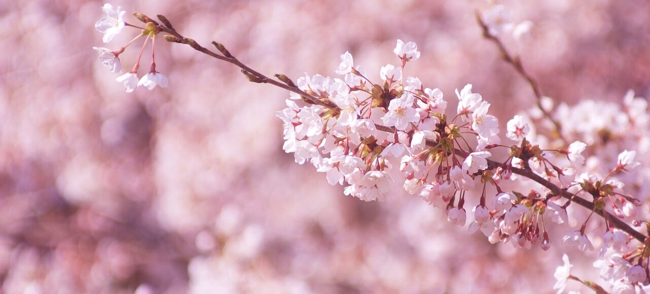 cherry-blossoms-5033099_1280