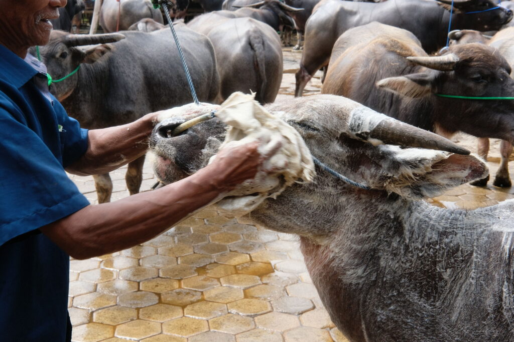 Tana Toraja - Natalia Umiastowska