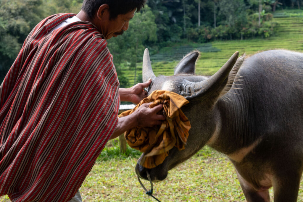 Tana Toraja - Natalia Umiastowska